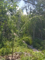 Pseudophoenix sargentii