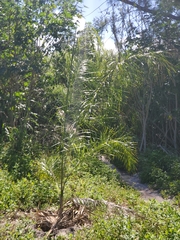 Pseudophoenix sargentii