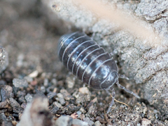 Armadillidium vulgare