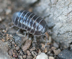 Armadillidium vulgare