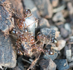 Solenopsis