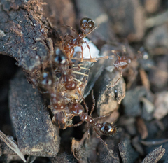 Solenopsis