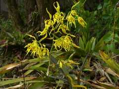 Cyrtochilum pardinum