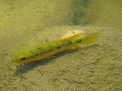 Amphilophus istlanus