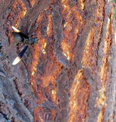 Parachartergus apicalis