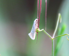 Elachistidae