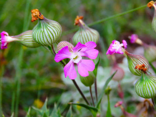 Silene conica iNat (2)