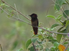 Chrysolampis mosquitus