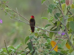 Chrysolampis mosquitus