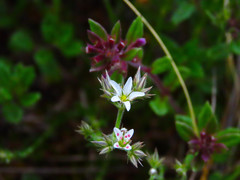 Minuartia glomerata