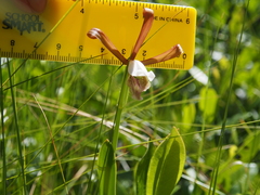 Cleistesiopsis oricamporum