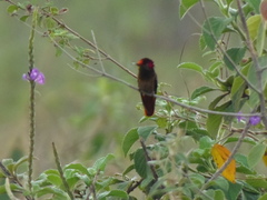 Chrysolampis mosquitus