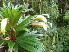 Siphocampylus lucidus