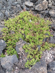 Penstemon davidsonii