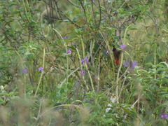 Chrysolampis mosquitus