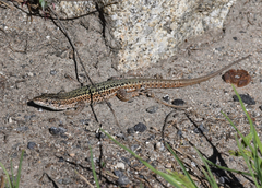 Podarcis guadarramae guadarramae