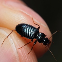 Leistus spinibarbis