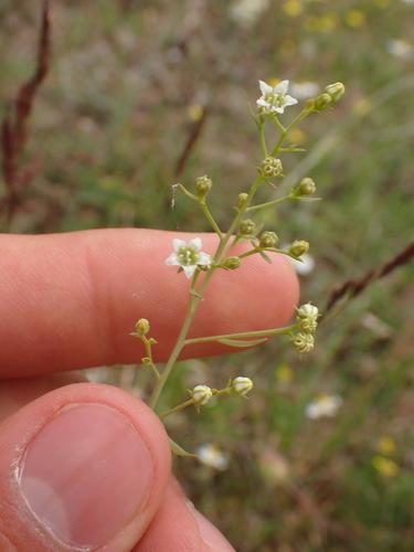 Image of Thesium divaricatum by (c) Franck Cabot, some rights reserved (CC BY)