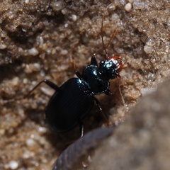 Leistus spinibarbis