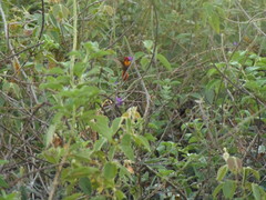 Chrysolampis mosquitus