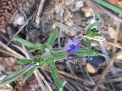 Allophyllum gilioides