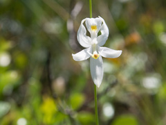 Calopogon pallidus