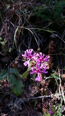 Clarkia concinna