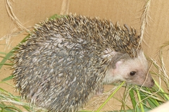 Atelerix albiventris