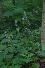 Iodanthus pinnatifidus