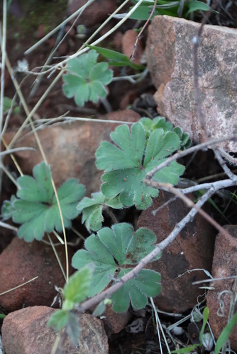 Image of Pelargonium ternifolium by (c) Tony Rebelo, some rights reserved (CC BY-SA)