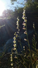 Streptanthus glandulosus secundus