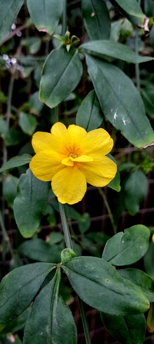 Image of Jasminum mesnyi by (c) rafa perazzolo, some rights reserved (CC BY)