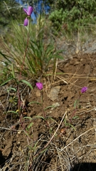 Clarkia gracilis sonomensis