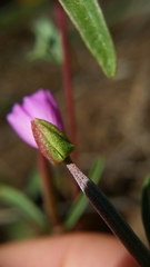 Clarkia gracilis sonomensis