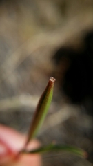 Clarkia gracilis sonomensis