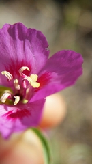 Clarkia gracilis sonomensis