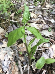 Arisaema stewardsonii