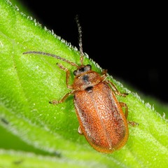 Neogalerucella