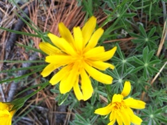 Microseris nutans