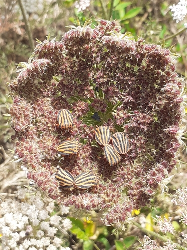 Canarian Striped Shield Bug