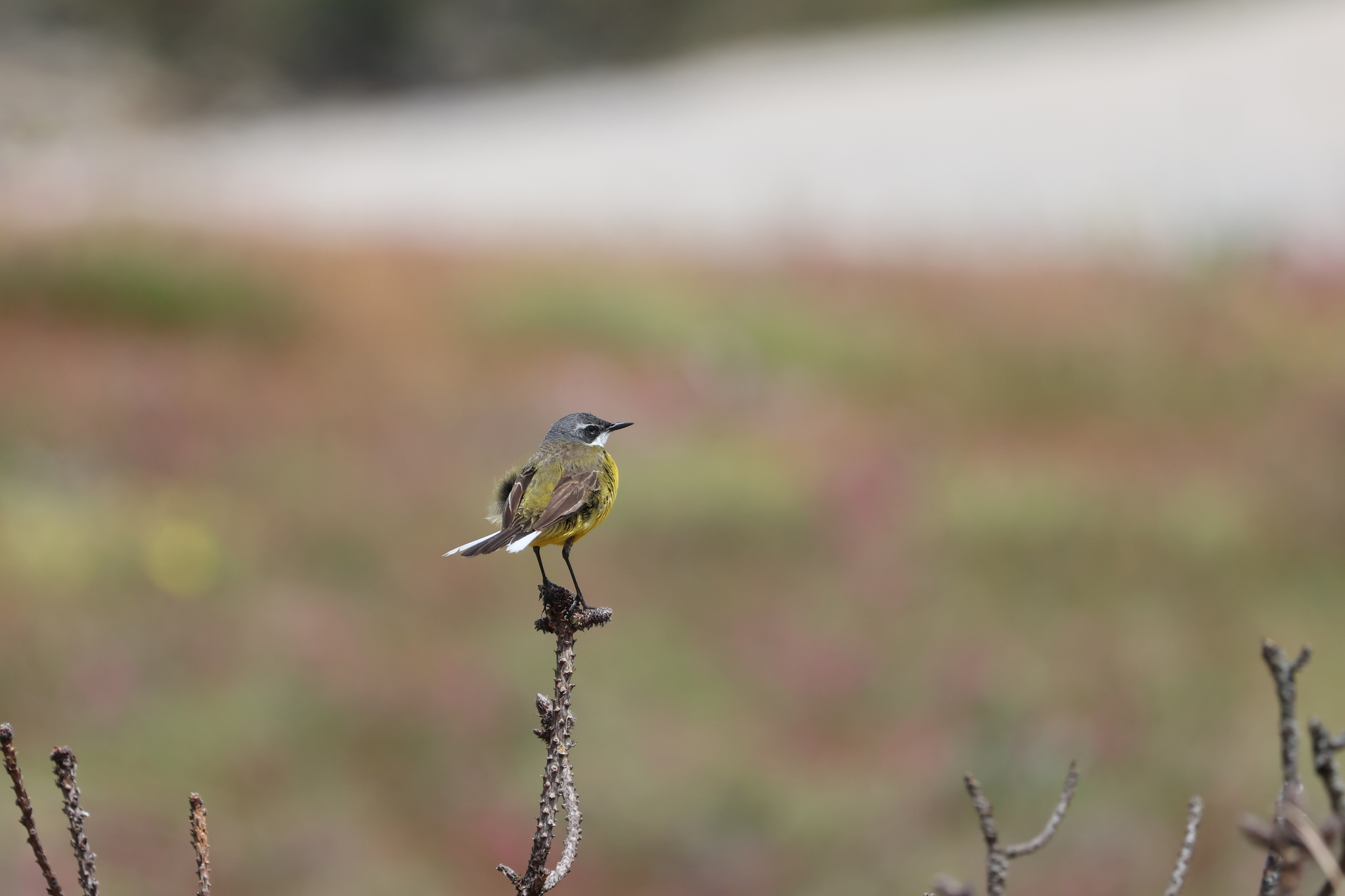 Western Yellow Wagtail