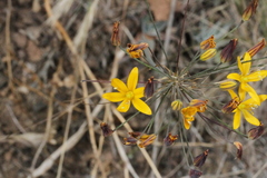 Bloomeria crocea