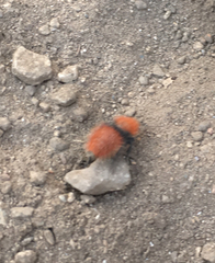 Dasymutilla californica