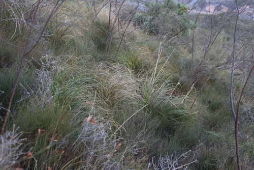 Image of Aspalathus pendula by (c) Tony Rebelo, some rights reserved (CC BY-SA)