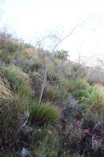 Image of Aspalathus pendula by (c) Tony Rebelo, some rights reserved (CC BY-SA)