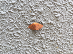 Sarobides inconclusa