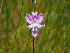 Calopogon pallidus