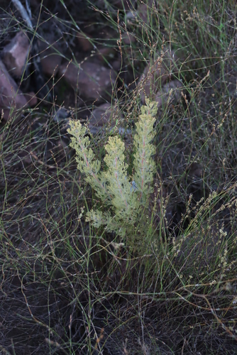Image of Serruria aitonii by (c) Tony Rebelo, some rights reserved (CC BY-SA)