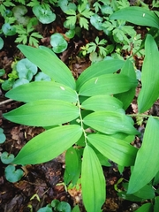 Polygonatum multiflorum