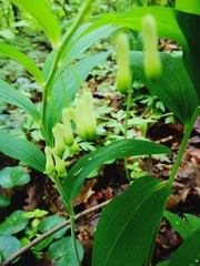 Polygonatum multiflorum